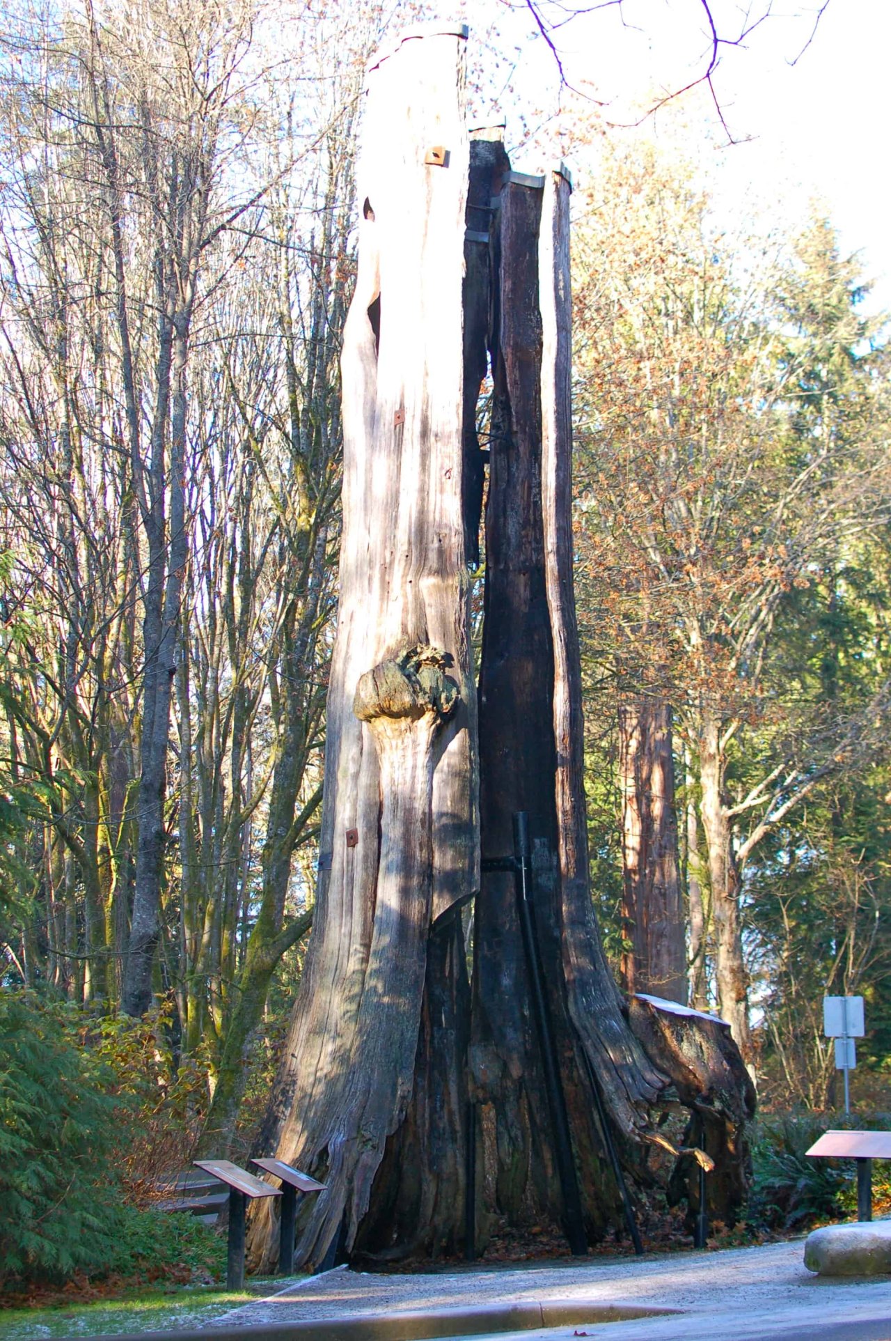 Big Hollow Tree. Credit: Madeleine de Trenqualye